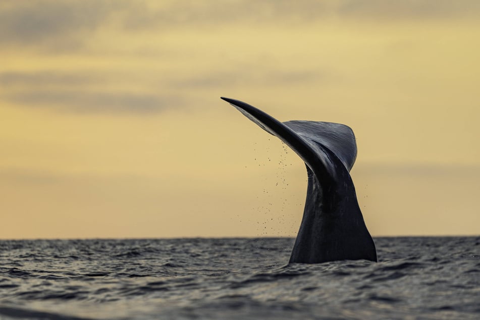 Conservation groups have warned that the Trump administration's decision to revoke protections around the Northeast Canyons and Seamounts Marine National Monument could hurt endangered whales and other species.