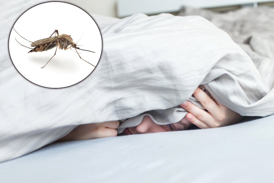 Was tun gegen Mücken im Zimmer? Nachts sind sie besonders nervig.