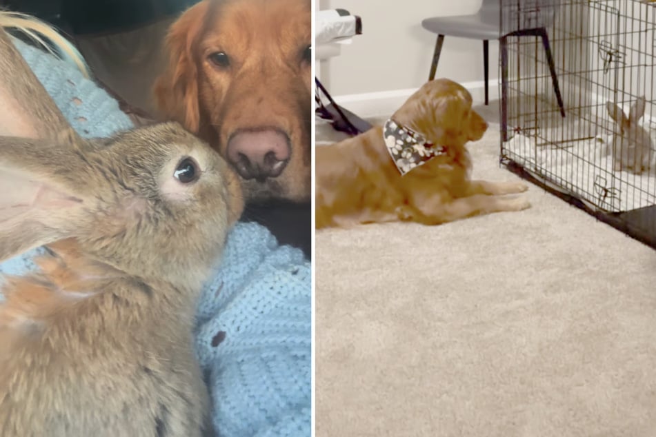 Vor drei Jahren zog Riesenkaninchen "Leo" bei Golden Retriever "Dexter" ein. Anfangs war der Hund noch skeptisch.