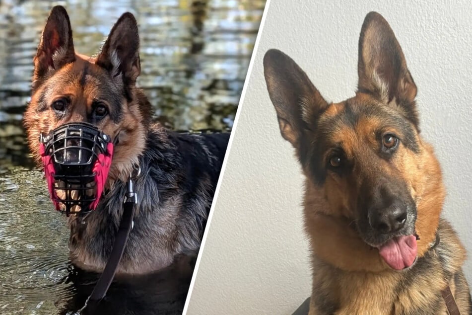 Er verletzte sich aus Stress selbst: Schäferhund Harry hofft auf ein Happy End
