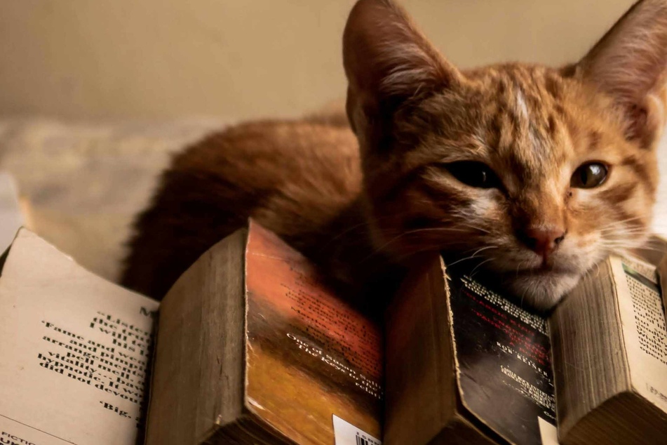 Cat pics accepted as payment for lost library books during "March Meowness"