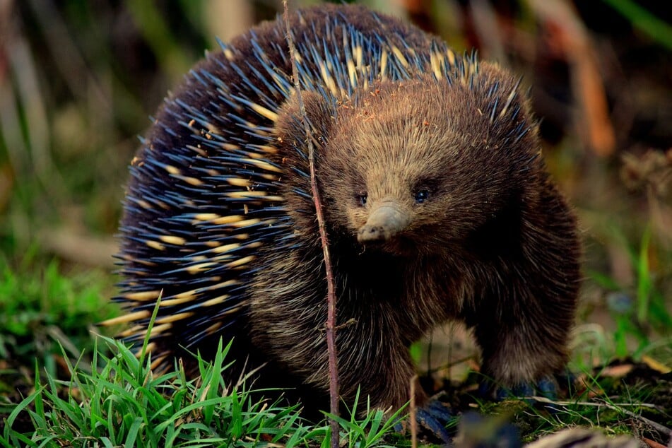 Australia's burrowing echidna evolved from a water-dwelling ancestor in an "extremely rare" biological event, scientists said this week in a new study of the peculiar egg-laying mammals.