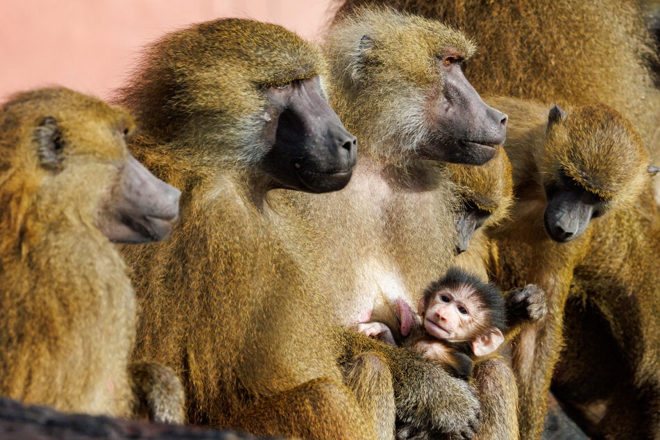 In der Pavian-Gruppe im Nürnberger Tiergarten kommt es durch ihre Größe zu Konflikten.
