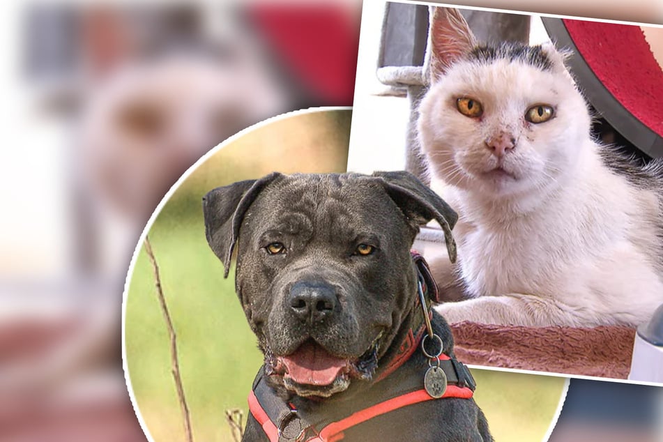 Einohr-Moritz ist lebensfroh trotz tragischem Schicksal: "Würden uns von Herzen wünschen, ..."