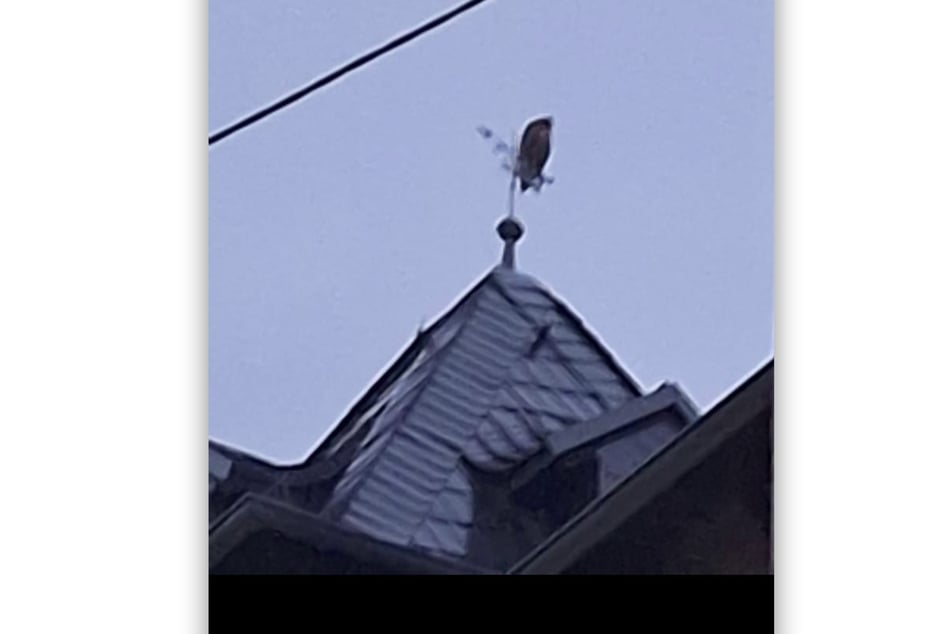 Zuletzt soll Gerda in Rathmannsdorf in der Sächsischen Schweiz auf einer Wetterfahne gesichtet worden sein.