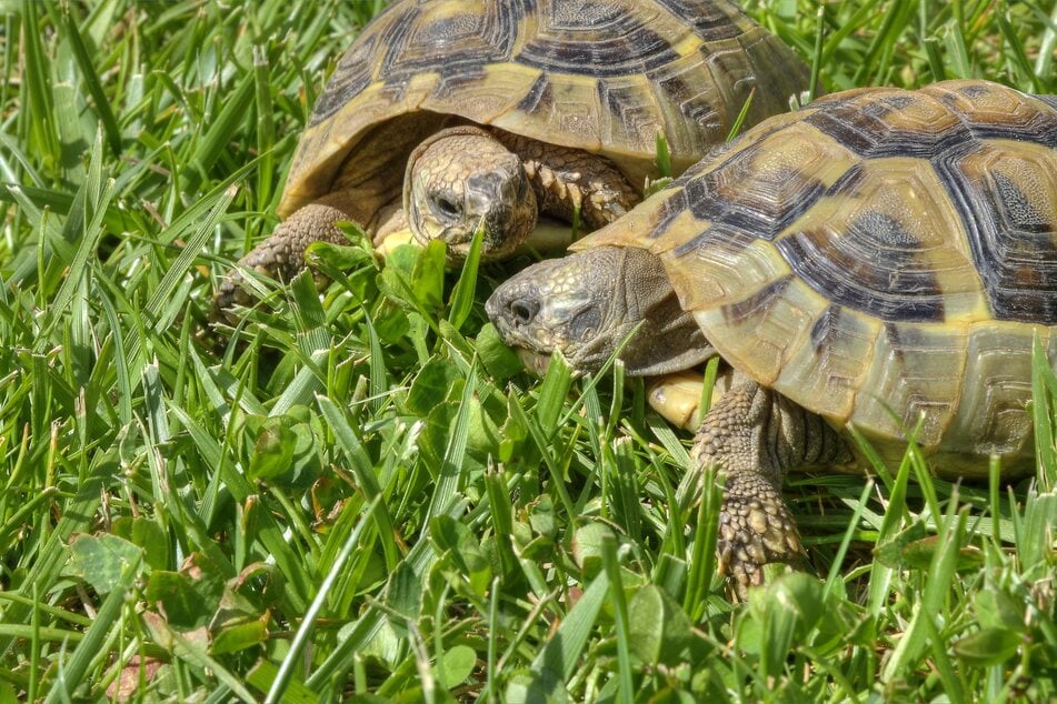 Bei der Haltung mehrerer Schildkröten bieten sich Pärchen-Namen an.