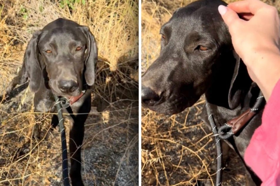 Puppy abandoned in the woods finds help in the unlikeliest place