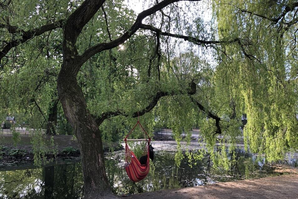 Der Eimsbütteler Park "Am Weiher" in Hamburg ist ideal zum Entspannen oder Spazieren.