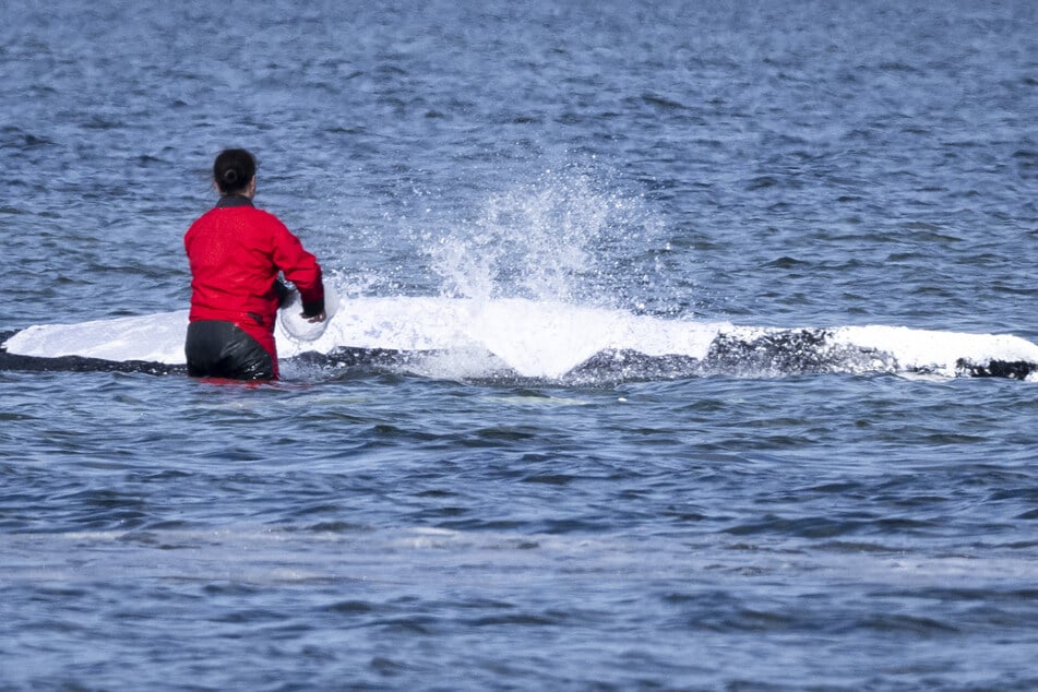 Helfer benetzen den Wal auch am Montag wieder mit Wasser.