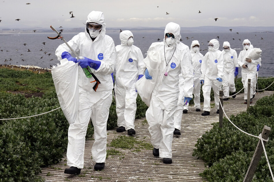 Seuchenzug in Europa: Vogelgrippe wütete so stark wie nie