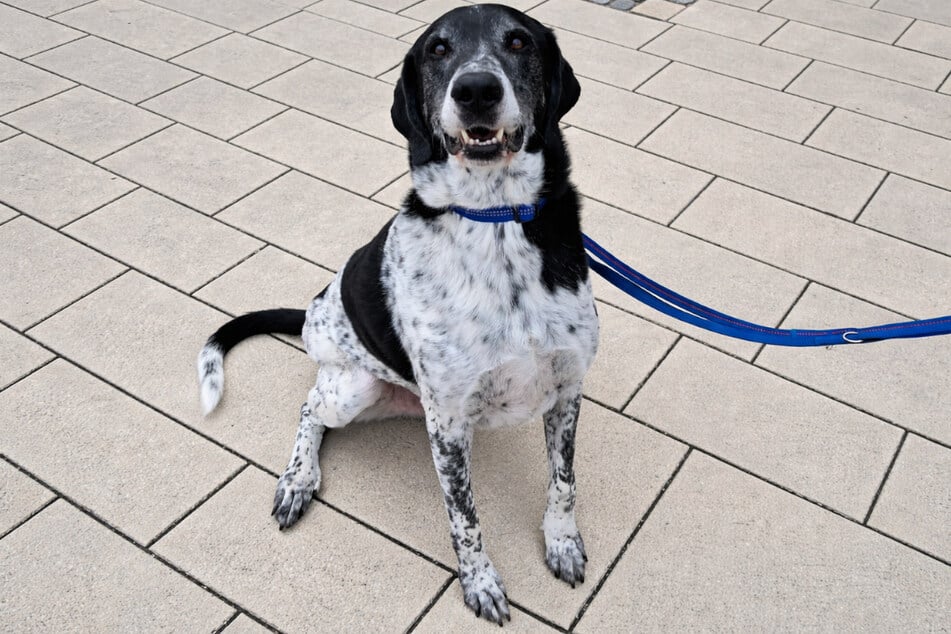 Doggen-Mix Basti ist stets freundlich und genießt die Aufmerksamkeit seiner Menschen.