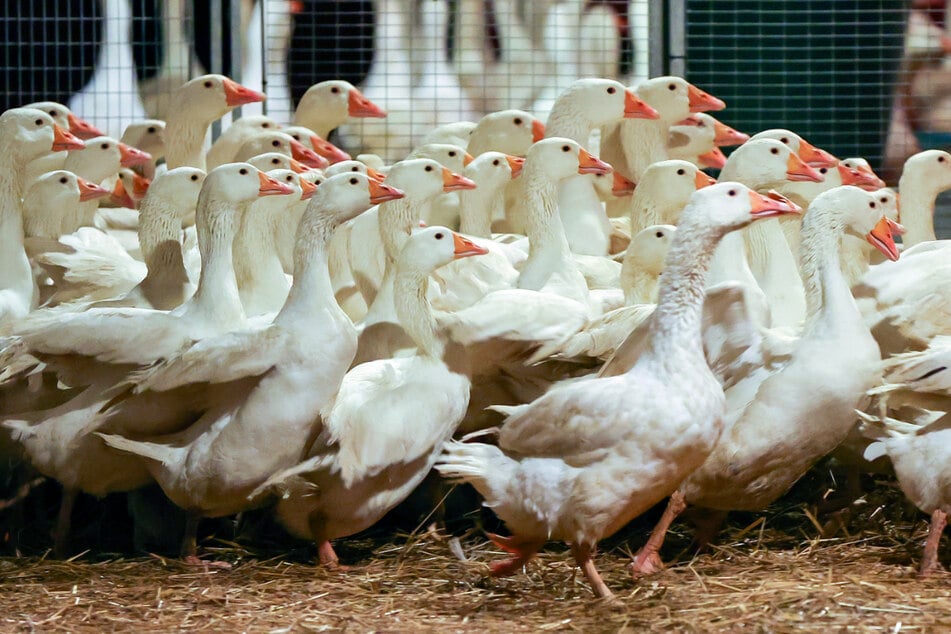 Die Vogelgrippe kursiert: Das gefährdet unter anderem auch die traditionelle Weihnachtsgans.