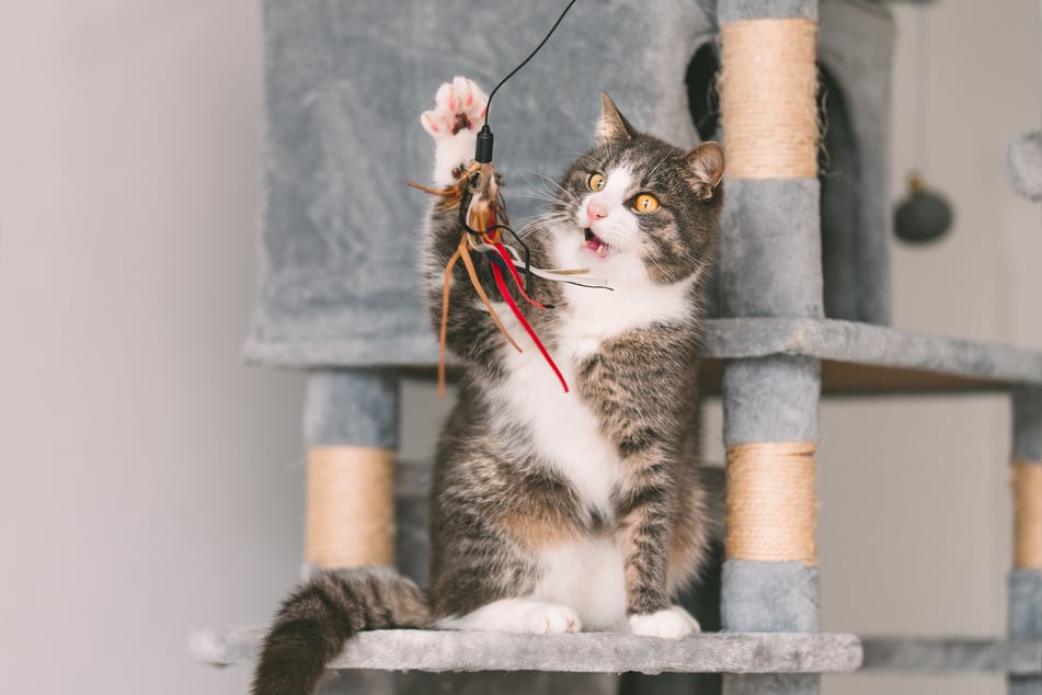 Man kann eine Katze auch spielerisch an den Kratzbaum gewöhnen.