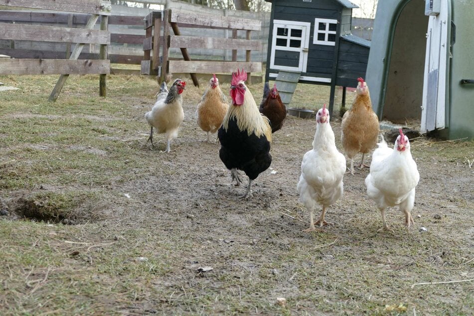 Eine bunte Hühnerschar lebt derzeit auf dem Gnadenhof in Kirchasch bei München. Dürfen sie bald umziehen?