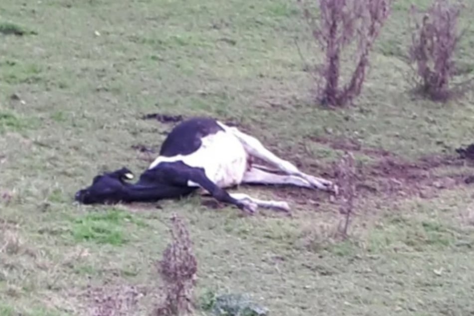 Eine tote Kuh blieb mehrere Tage auf der Weide liegen.