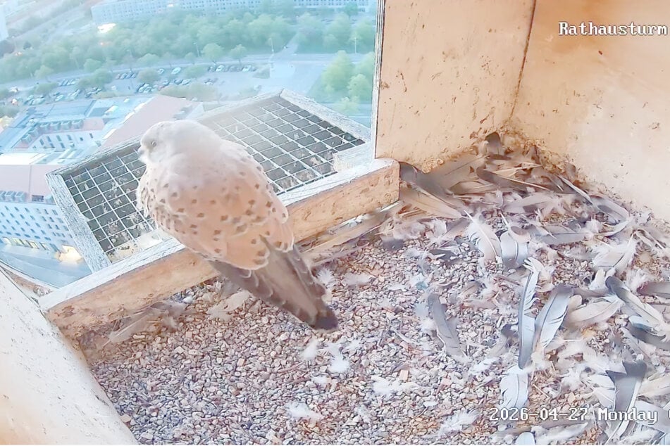 Keine Eier: Eine frei abrufbare Webcam zeigt die Wanderfalken.