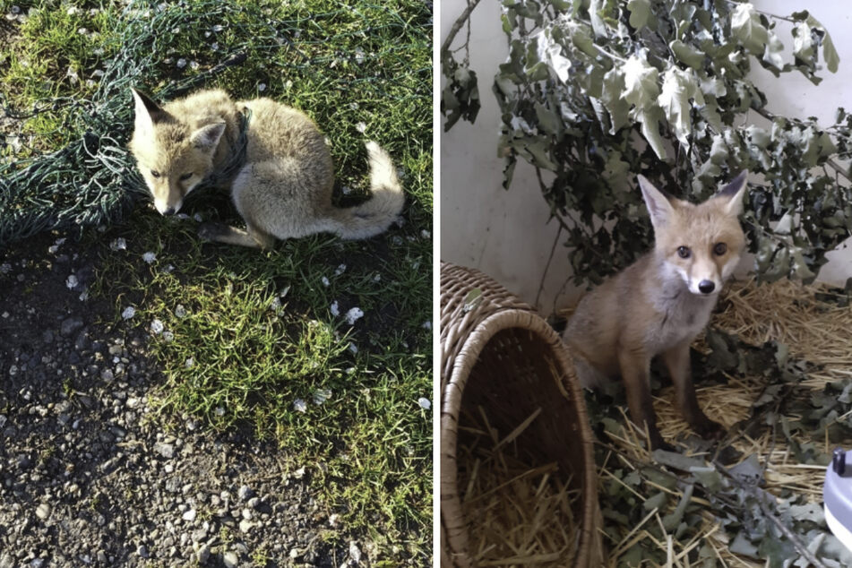 Nur mit einer Schere konnte ein junger Fuchswelpe aus einem Zaun befreit werden, in dem er sich verfangen hatte.