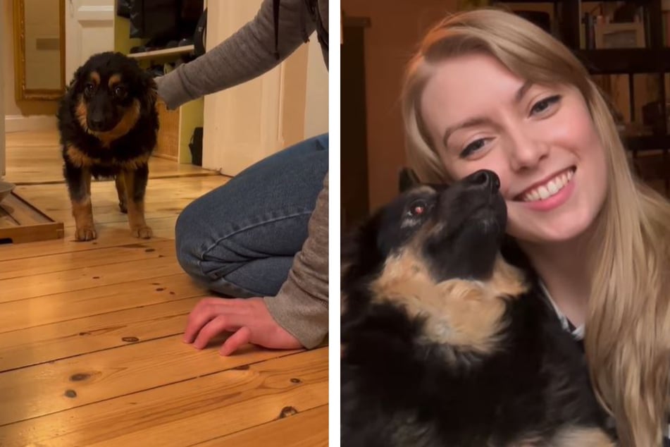 Viral TikTok vid shows what love can do for a rescue dog