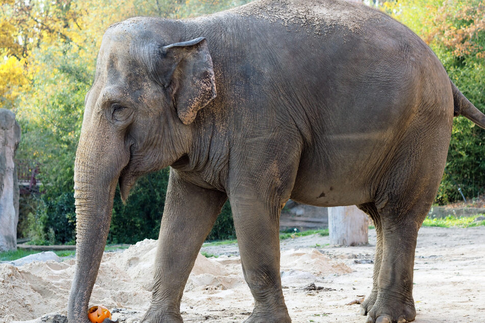 Elefantenkuh Saida soll in den kommenden Tagen den Leipziger Zoo verlassen. Ihre neue Heimat: Der Karlsruher Zoo, eine Altersresidenz für asiatische Elefanten.