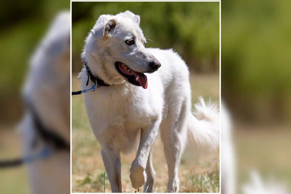 Arion ist ein Griechischer Hirtenhund, wurde aber immer wieder als Labrador-Mix angeboten.