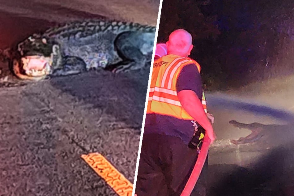 Riesiger "Dinosaurier" blockiert Straße und schnappt nach Autofahrern!