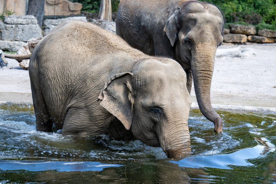 Kewa und Astra gönnen sich im Zoo Leipzig ein erfrischendes Bad.
