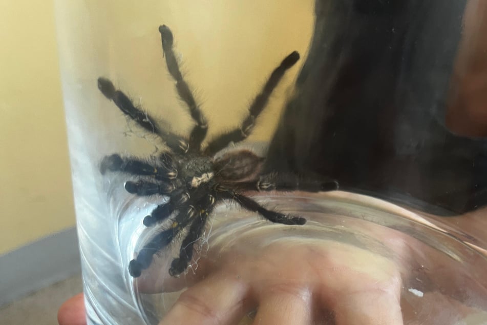 Die Vogelspinne konnte schließlich mithilfe eines großen Glasbehälters eingefangen werden.