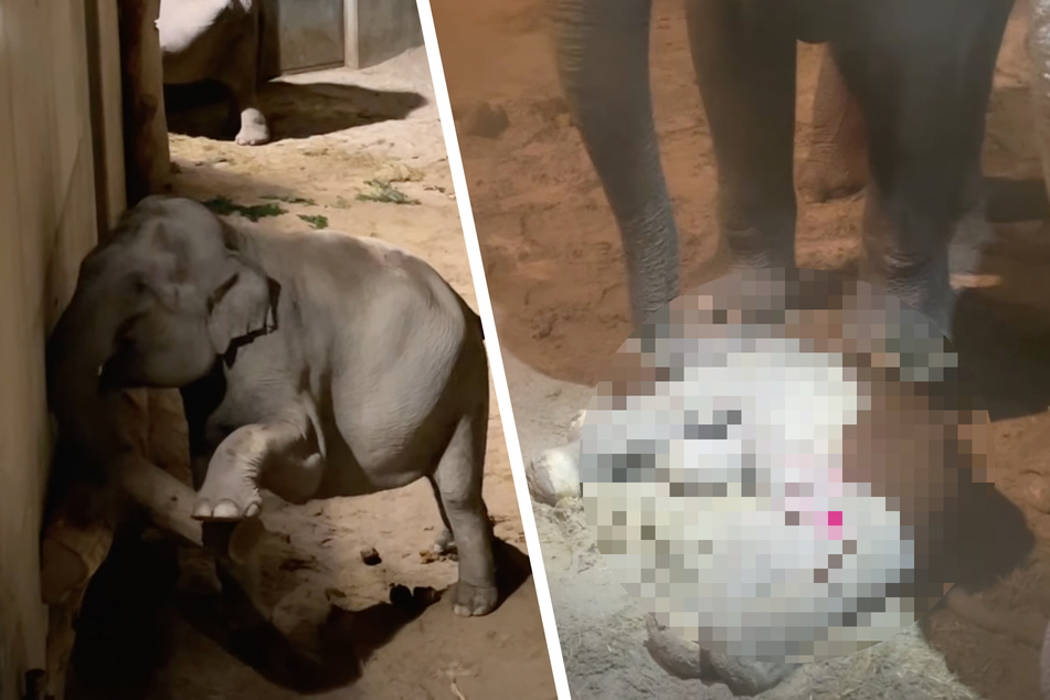 Die Elefanten-Kuh brachte in der Nacht zum Sonntag ihr Junges zur Welt.