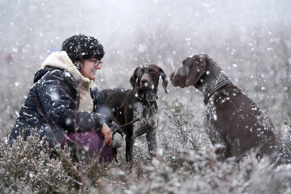 German shorthaired pointers are great for hunting, making them popular in the USA.