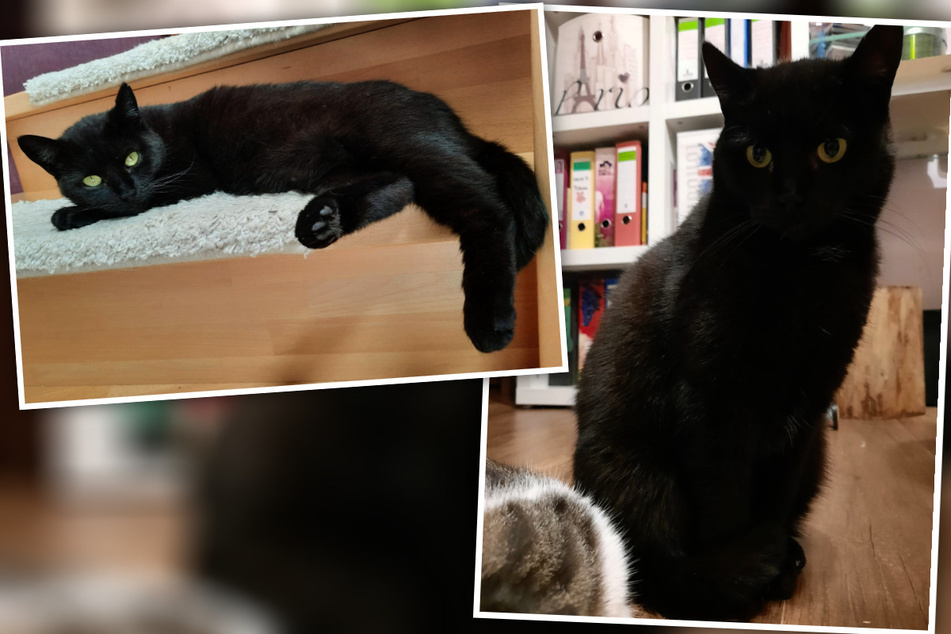 Katze kämpft sich als Streunerin durchs Leben: Blacky sucht ein neues Zuhause
