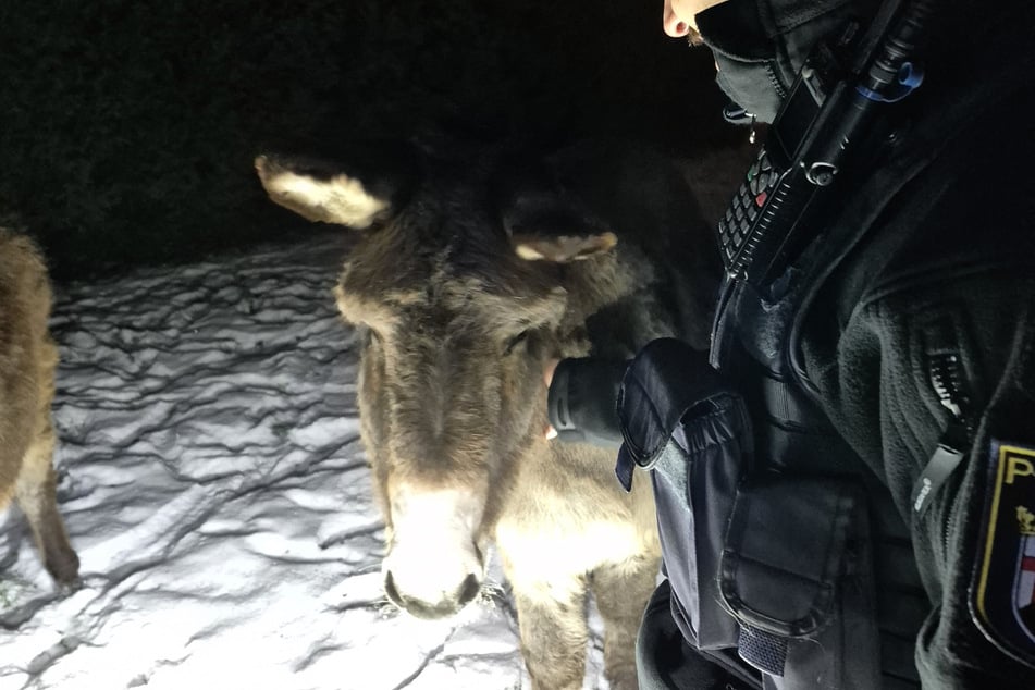 Sonderlich störrisch wirkt dieser Esel nicht. Er scheint seine Streicheleinheiten zu genießen.
