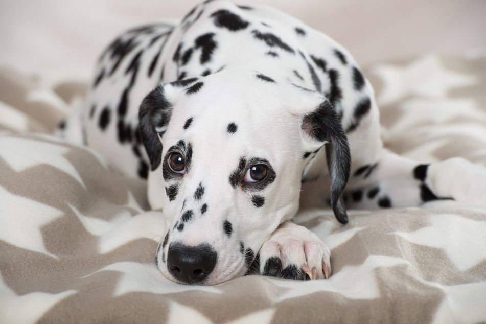 Mit ihrem gepunkteten Fell belegen Dalmatiner im Ranking der süßen Hunderassen Platz eins.
