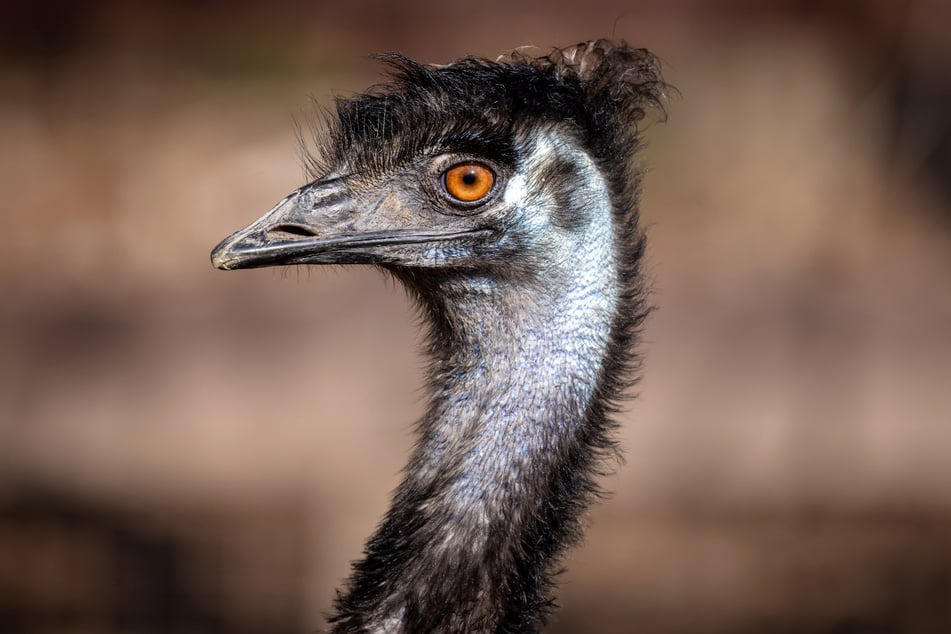 Emu-Dame Hanna (5) hat umsonst gelegt – ihr fauler Partner Franz will nicht brüten.