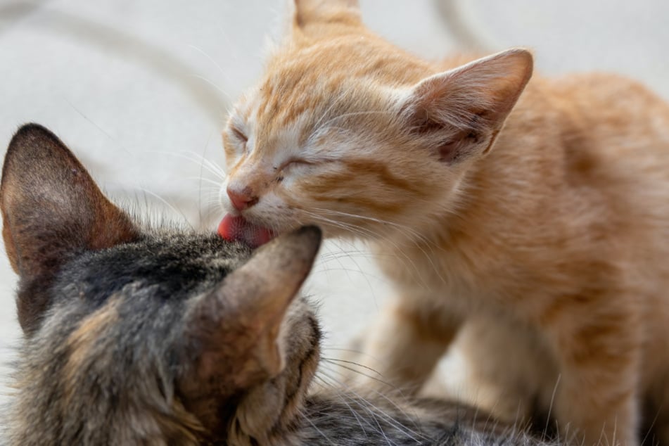 Cats will often groom each other out of affection and trust.