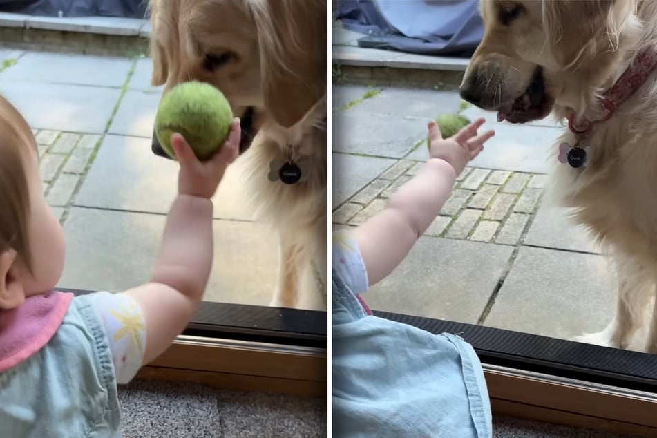 Sie bekommt es wirklich schon hin: Die kleine Phoebe wirft das Bällchen für Toffee.