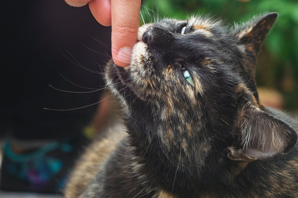 Cats often bite people's fingers and toes.