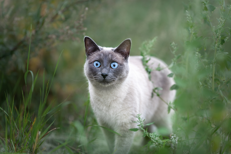 Um eine Katze zu schützen, wurde die 20-Jährige anscheinend zur kaltblütigen Killerin. (Symbolbild)