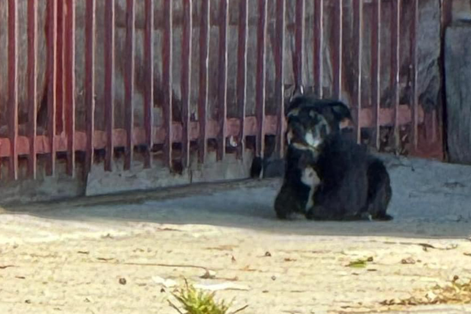 Hund wartet Monate an Ecke auf seine Familie: Als Tierschützer ihn abholen, passiert etwas Unglaubliches