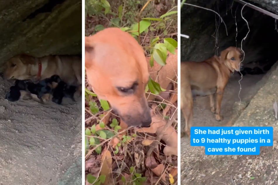 Man uncovers abandoned dogs' hidden cave of puppy preciousness