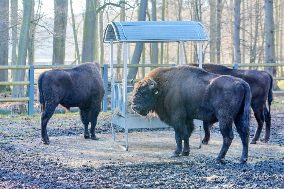 Echter Hingucker: Die drei Jungbullen sind in Moritzburg zu stattlichen Tieren herangewachsen.
