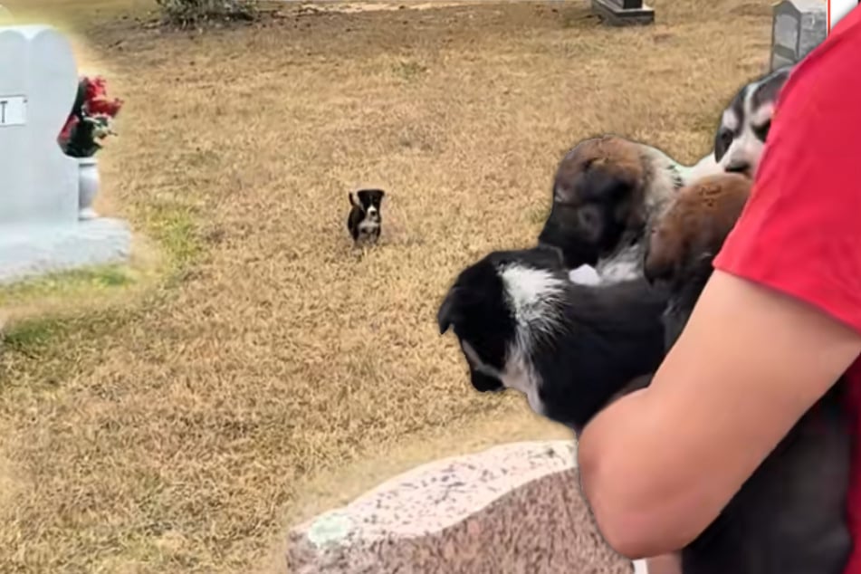 Welpen auf Friedhof ausgesetzt: Was die Retter dort sehen, bricht ihnen das Herz