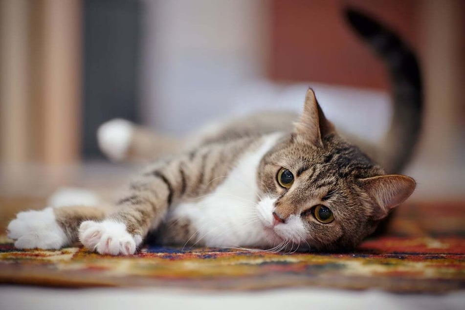 Some cats wobble, fall over constantly, and generally have no control over their movements. These cats live with the coordination disorder ataxia.