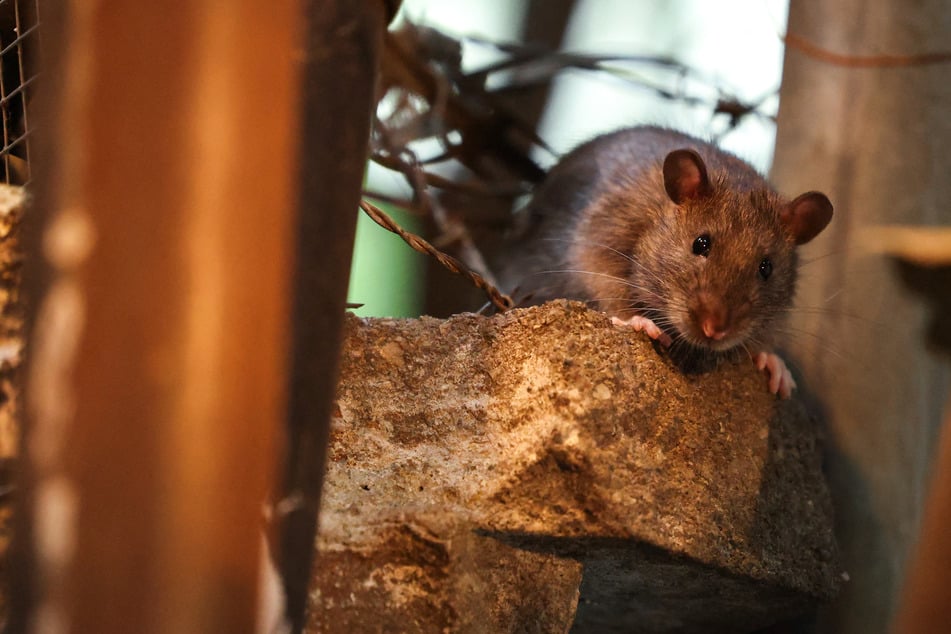 New York City is taking initiative to combat its ever-growing rat problem.