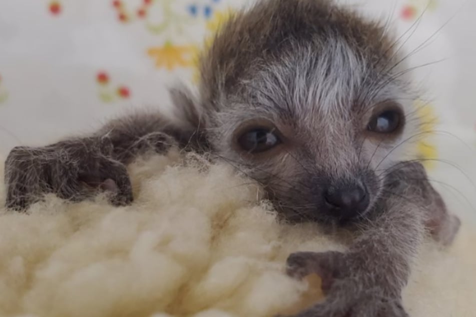Zoo Atlanta has welcomed an adorable new baby lemur!