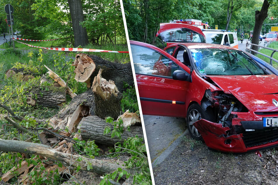 Unfall nahe Moritzburg: Baum kippt auf die Straße, dann kommt es zum schweren Crash!