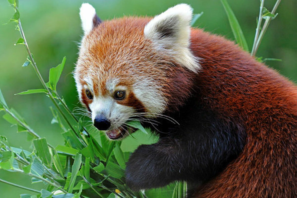 Ein Roter Panda - auch Katzenbär genannt - frisst im Görlitzer Tierpark Bambusblätter.