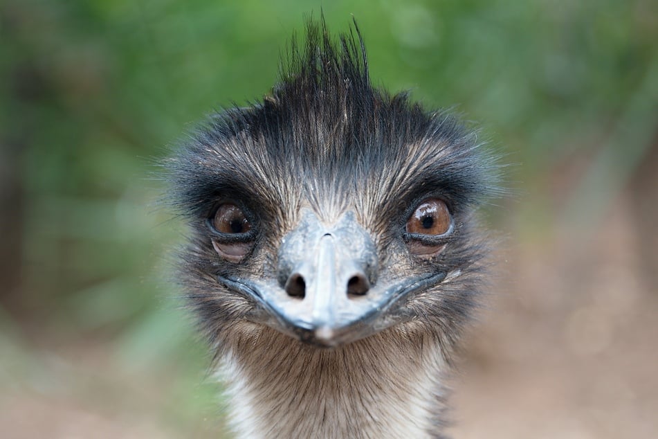 Ostriches are pretty dumb, but are they the dumbest?