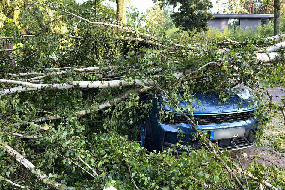 In Heiligensee begrub dieser Baum ein Auto unter sich.