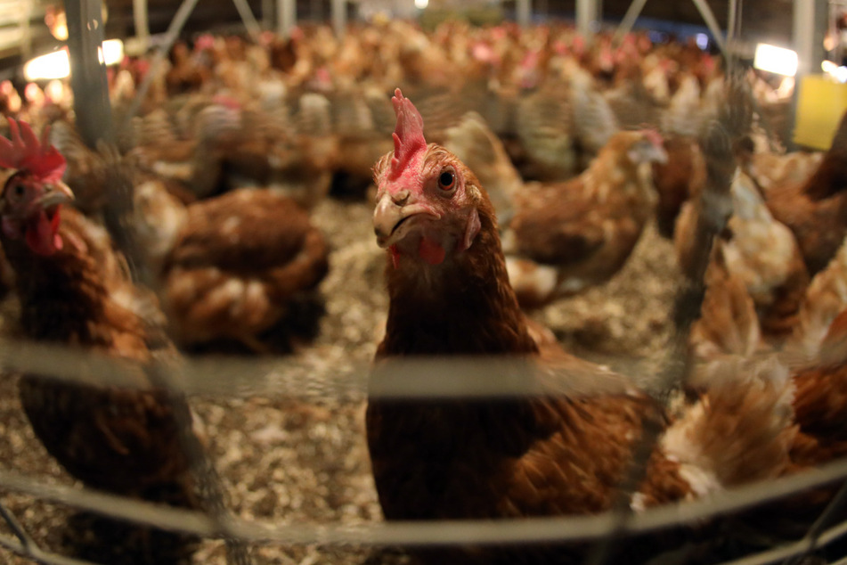 In der EU sollen künftig weniger Antibiotika an Tiere verabreicht werden. Doch Pläne, bestimmte Stoffe vor allem Menschen vorzubehalten, treiben jetzt Tierfreunde auf die Barrikaden.