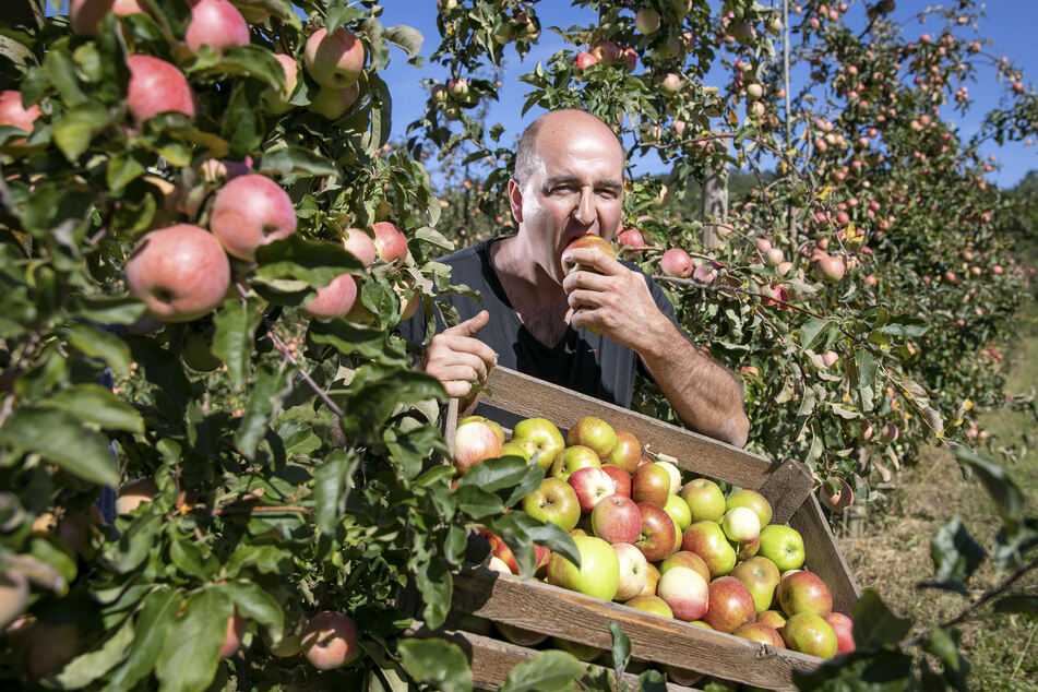 Obstbauer Robert Rüdiger (37) vermarktet Obst und Gemüse im Direktverkauf. Er hatte während der Krise mehr als doppelt so viele Kunden wie sonst.